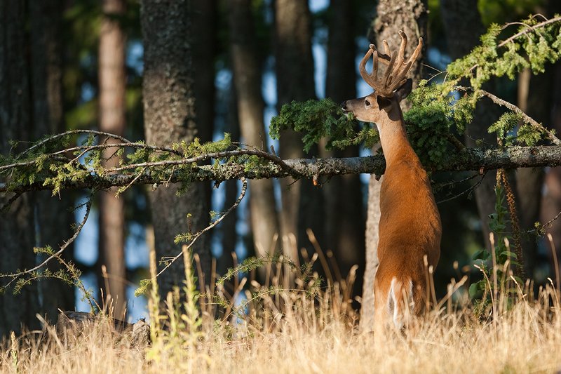 TC-Whitetail Bucks Velvet-D01087-00803.jpg :: 13pt Whitetail Buck with split G2's in velvet standing vertical on his hind legs eating pine needels from down fallen tree in open forest