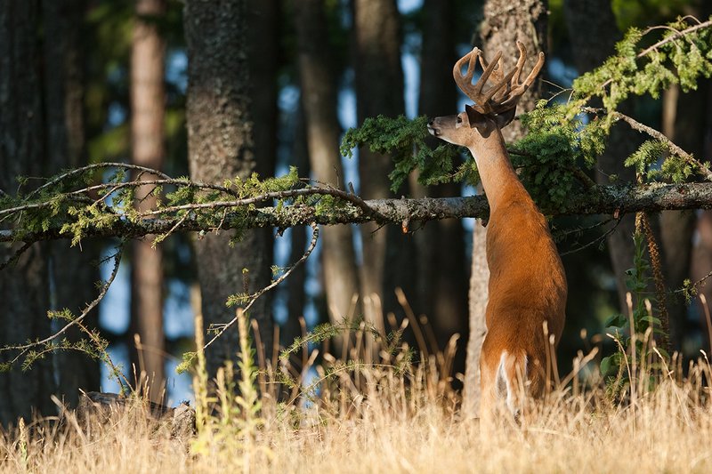 TC-Whitetail Bucks Velvet-D01087-00811.jpg :: 13pt Whitetail Buck with split G2's in velvet standing vertical on his hind legs eating pine needels from down fallen tree in open forest