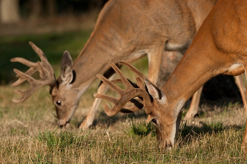 TC-Whitetail Bucks Velvet-D01087-00819.jpg :: 13pt Whitetail Buck with split G2's in velvet eating grass with 10pt buck behind him eating too
