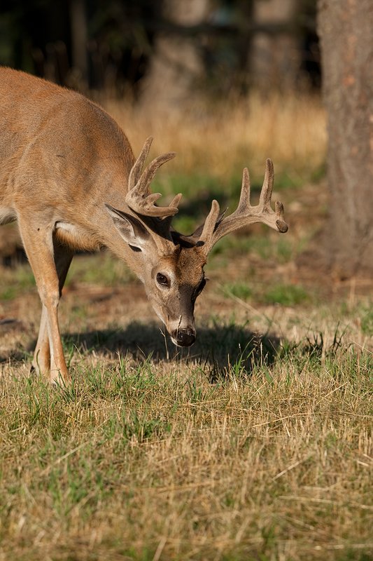TC-Whitetail Bucks Velvet-D01087-00824.jpg :: 10pt Whitetail Buck in velvet eating grass in open forest
