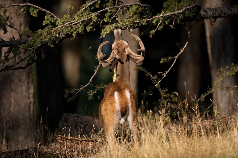 TC-Whitetail Bucks Velvet-D01087-00827.jpg :: 10pt Whitetail Buck in velvet eating pine needels from down fallen tree in open forest