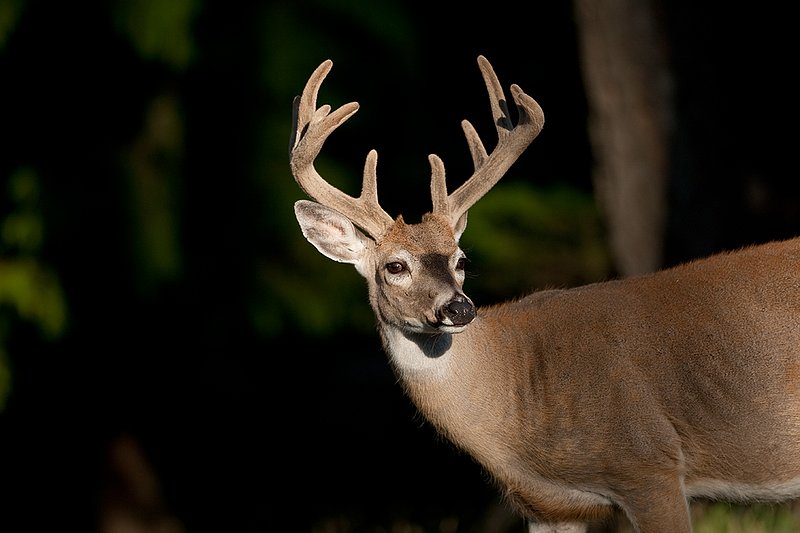 TC-Whitetail Bucks Velvet-D01087-00834.jpg :: 10pt Whitetail Buck in velvet standing alertly in beam of sunlight at edge of forest/shadows head & shoulder portrait