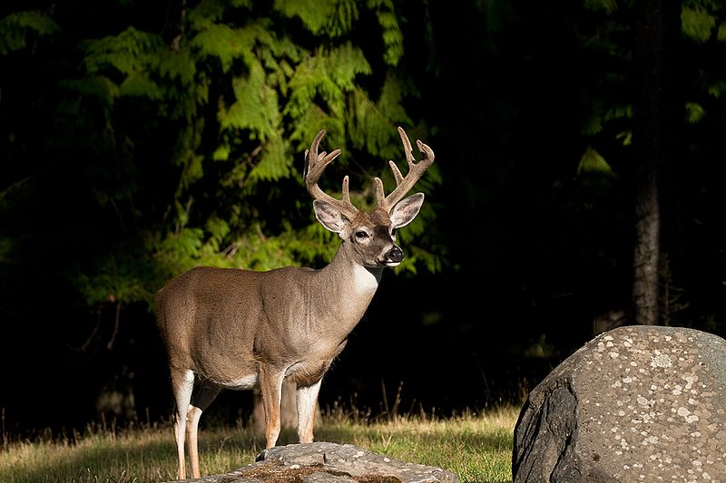 TC-Whitetail Bucks Velvet-D01087-00835.jpg :: 10pt Whitetail Buck in velvet standing alertly at edge of timber/shadows