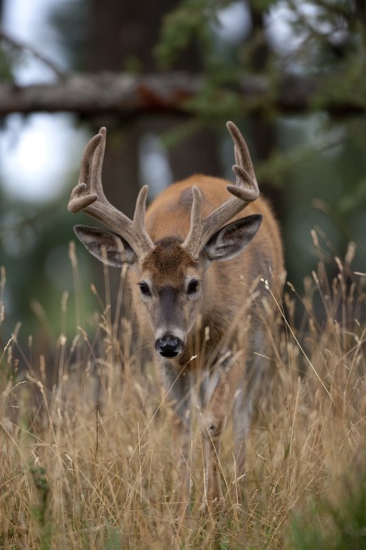 TC-Whitetail Bucks Velvet-D01087-00839.jpg :: 10pt Whitetail Buck in velvet walking straight on with head down in open forest