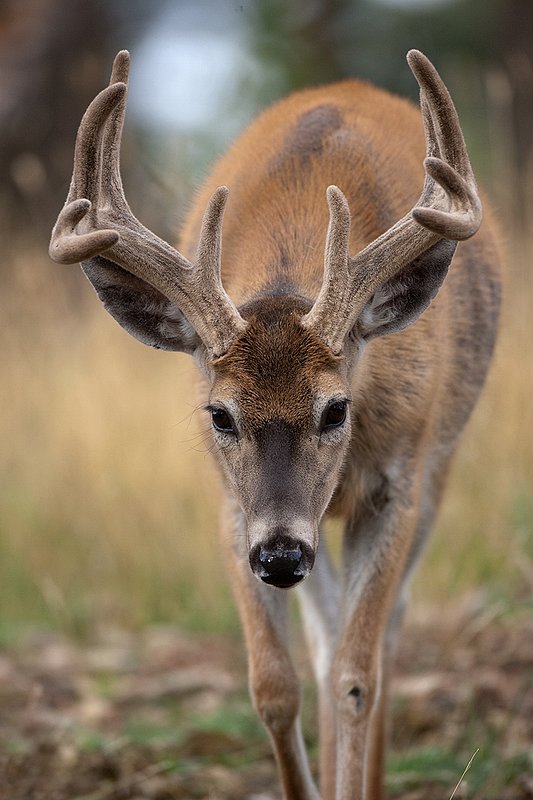 TC-Whitetail Bucks Velvet-D01087-00843.jpg :: 10pt Whitetail Buck in velvet walking straight on with head down in open forest