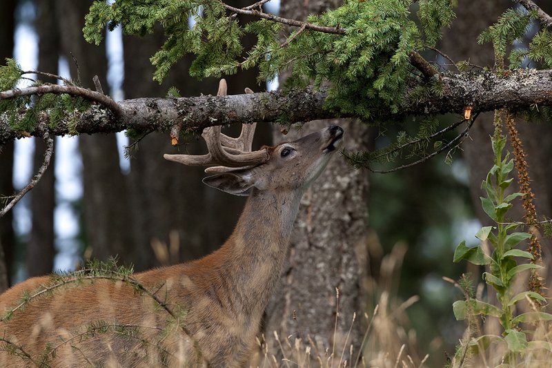 TC-Whitetail Bucks Velvet-D01087-00847.jpg :: 10pt Whitetail Buck in velvet eating pine needles off a downfallen tree in an open forest