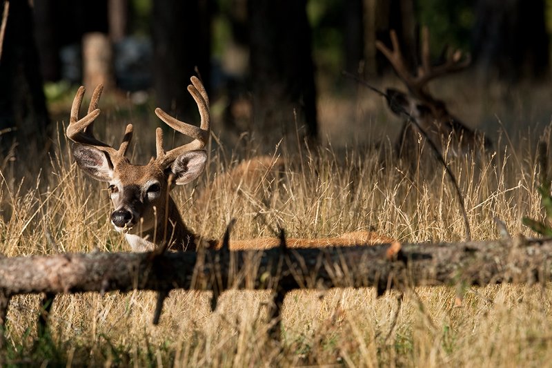 TC-Whitetail Bucks Velvet-D01087-00856.jpg :: A pair of whitetail bucks (9pt-foreground/10pt-background) in velvet bedded in open forest