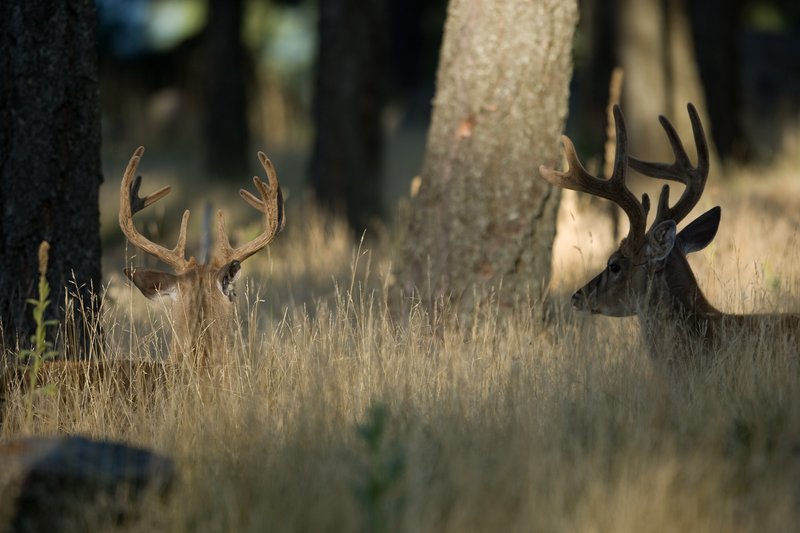 TC-Whitetail Bucks Velvet-D01087-00858.jpg :: A pair of whitetail bucks (8pt-foreground/10pt-background) in velvet bedded in shadows and dappled light of an open forest