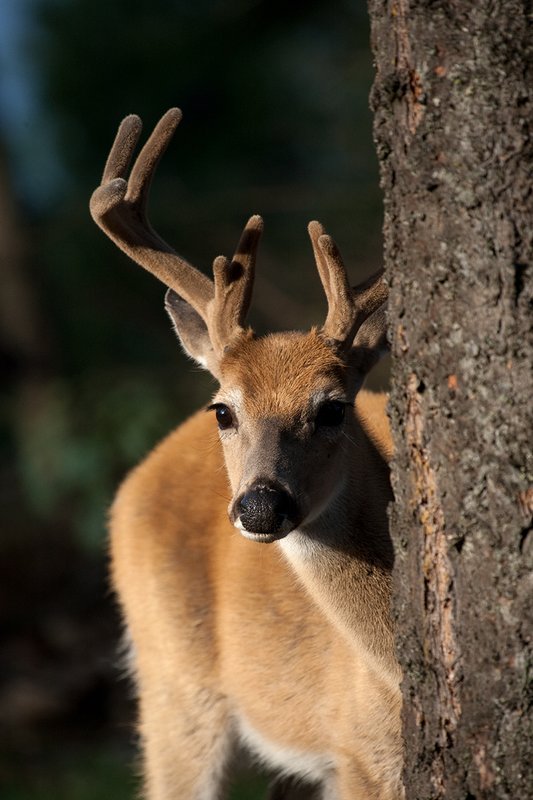 TC-Whitetail Bucks Velvet-D01087-00859.jpg :: 10pt Whitetail Buck in velvet with split g2's peeking around a tree