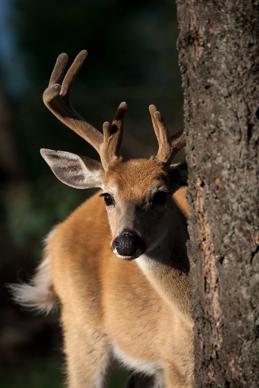 TC-Whitetail Bucks Velvet-D01087-00863.jpg :: 10pt Whitetail Buck in velvet with split g2's peeking around a tree