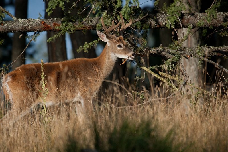 TC-Whitetail Bucks Velvet-D01087-00867.jpg :: 8pt Whitetail Buck in velvet feeding on the pine needles on a fallen tree in an open forest