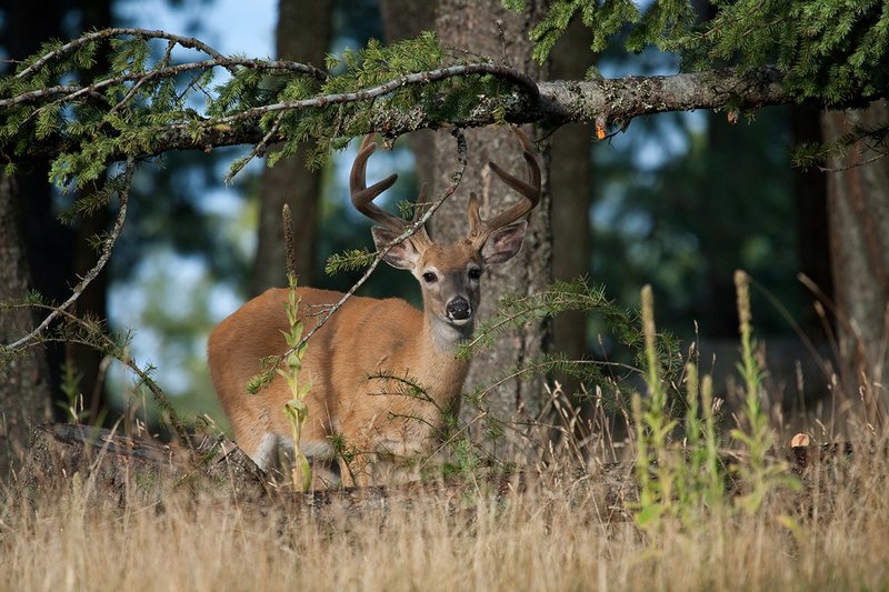 TC-Whitetail Bucks Velvet-D01087-00868.jpg :: 8pt Whitetail Buck in velvet alertly standing under a deadfall treein an open forest
