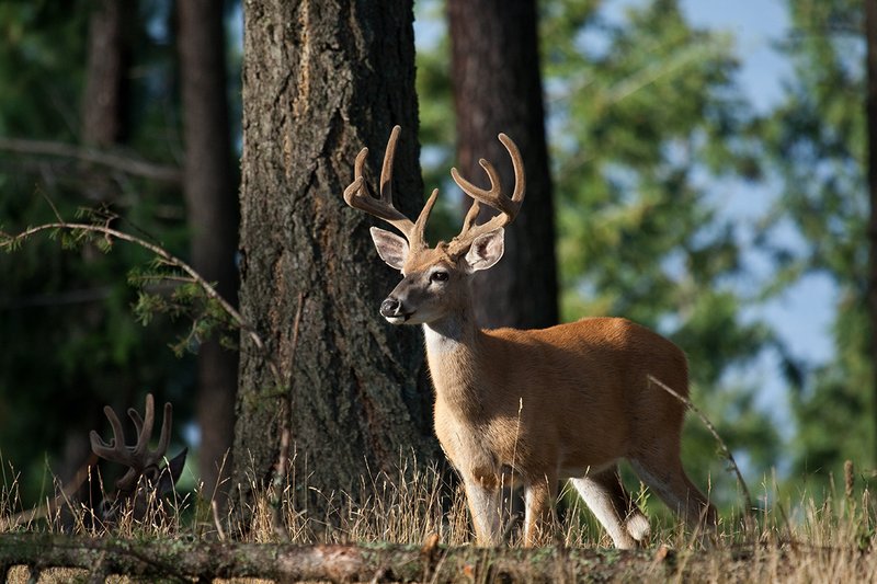 TC-Whitetail Bucks Velvet-D01087-00872.jpg :: 8pt Whitetail Buck in velvet alertly standing in opening in forest