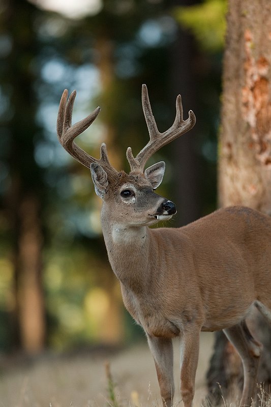 TC-Whitetail Bucks Velvet-D01087-01007.jpg :: Trophy class 8pt Whitetail Buck in velvet standing on alert in dappled light in an open forest