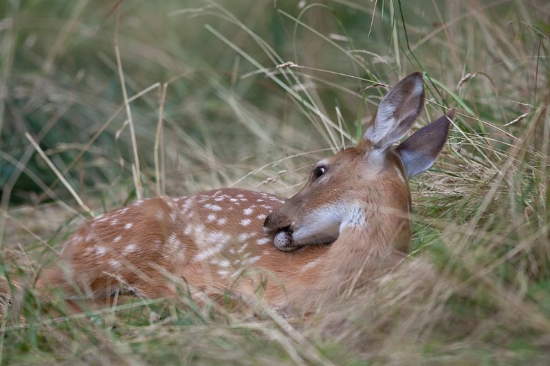TC-Whitetail Doe  Fawns-D01091-00003.jpg :: Whitetail Fawn of the year with spots laying in tall grass with ears up/alert