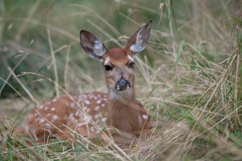 TC-Whitetail Doe  Fawns-D01091-00005.jpg :: Whitetail Fawn of the year with spots laying in tall grass with ears up/alert
