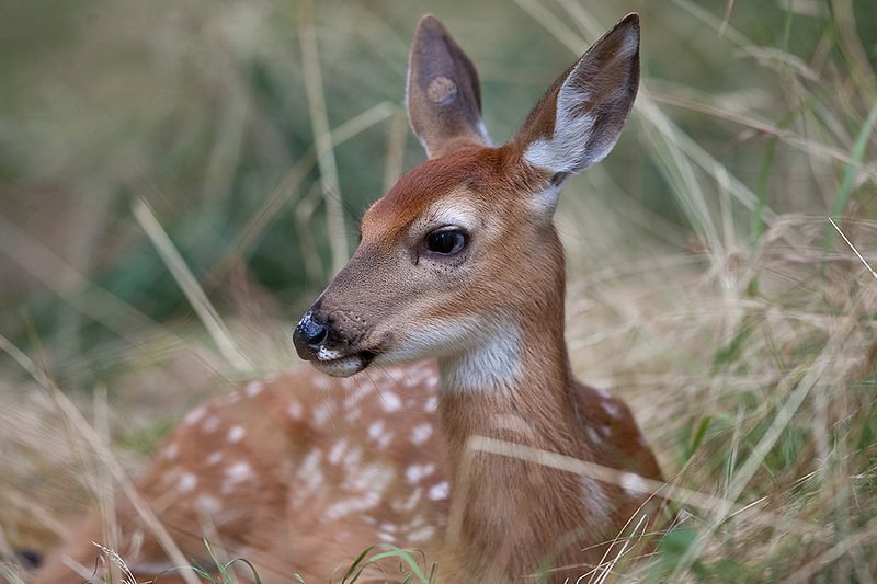 TC-Whitetail Doe  Fawns-D01091-00008.jpg :: Whitetail Fawn of the year with spots laying in tall grass with ears up/alert