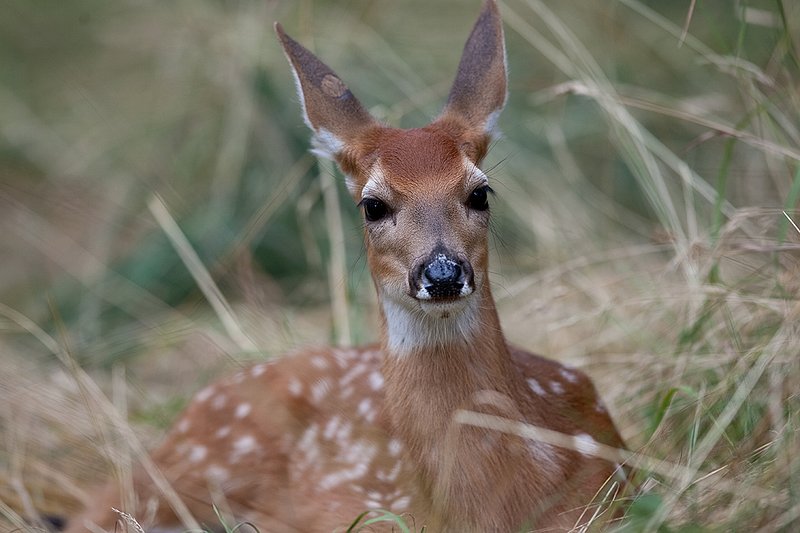 TC-Whitetail Doe  Fawns-D01091-00011.jpg :: Whitetail Fawn of the year with spots laying in tall grass with ears up/alert