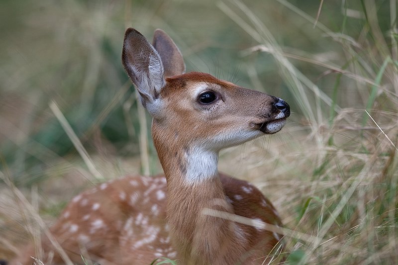 TC-Whitetail Doe  Fawns-D01091-00014.jpg :: Whitetail Fawn of the year with spots laying in tall grass with ears up/alert