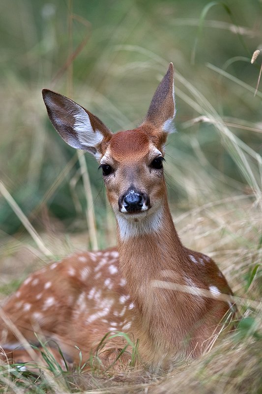 TC-Whitetail Doe  Fawns-D01091-00018.jpg :: Whitetail Fawn of the year with spots laying in tall grass with ears up/alert