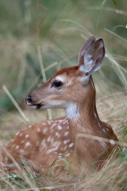 TC-Whitetail Doe  Fawns-D01091-00021.jpg :: Whitetail Fawn of the year with spots laying in tall grass with ears up/alert