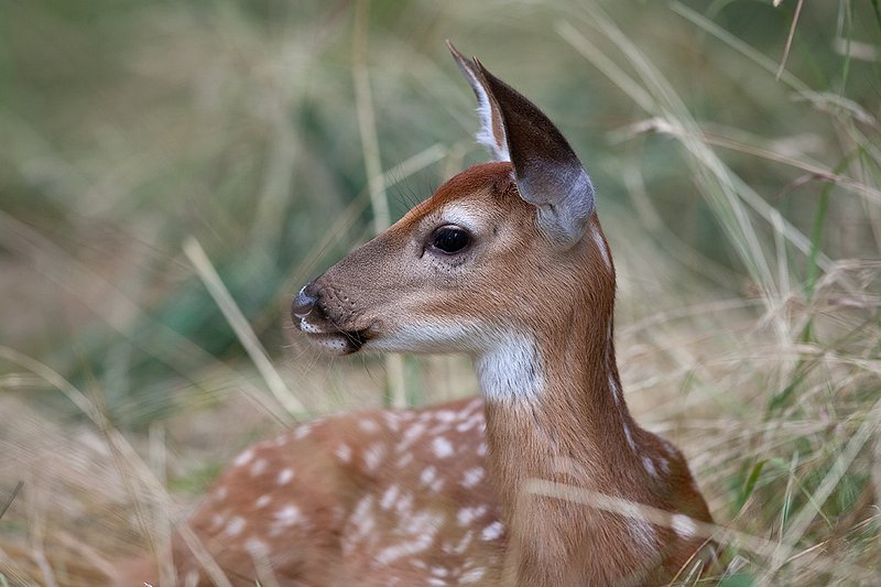 TC-Whitetail Doe  Fawns-D01091-00023.jpg :: Whitetail Fawn of the year with spots laying in tall grass with ears up/alert