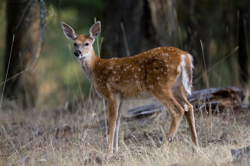 TC-Whitetail Doe  Fawns-D01091-00026.jpg :: Whitetail deer fawn-of-the year with spots alertly standing in open timber