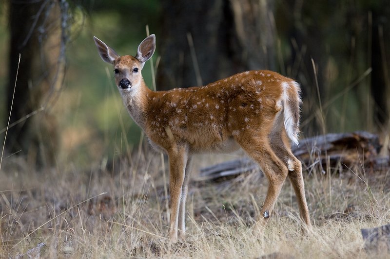 TC-Whitetail Doe  Fawns-D01091-00029.jpg :: Whitetail deer fawn-of-the year with spots alertly standing in open timber