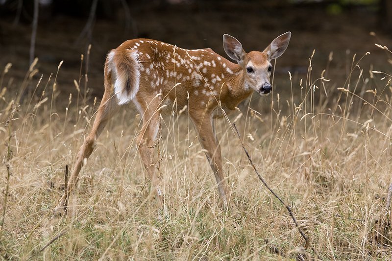 TC-Whitetail Doe  Fawns-D01091-00032.jpg :: Whitetail Deer Fawn of the year (with spots) alertly standing in tall grass and open timber
