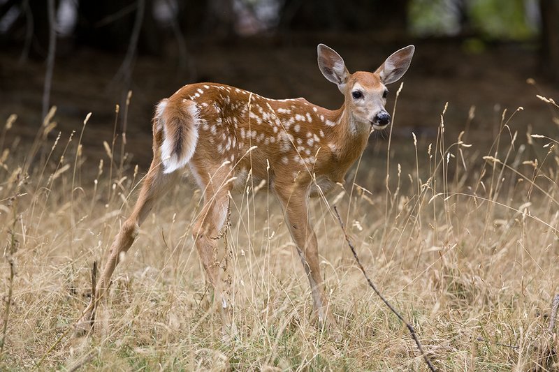 TC-Whitetail Doe  Fawns-D01091-00035.jpg :: Whitetail Deer Fawn of the year (with spots) alertly standing in tall grass and open timber