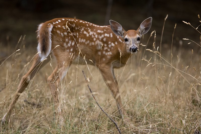 TC-Whitetail Doe  Fawns-D01091-00038.jpg :: Whitetail Deer Fawn of the year (with spots) alertly standing in tall grass and open timber