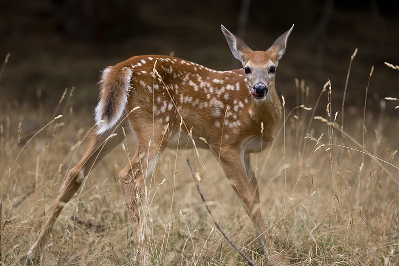 TC-Whitetail Doe  Fawns-D01091-00039.jpg :: Whitetail Deer Fawn of the year (with spots) alertly standing in tall grass and open timber