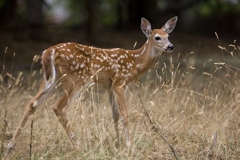 TC-Whitetail Doe  Fawns-D01091-00041.jpg :: Whitetail Deer Fawn of the year (with spots) alertly standing in tall grass and open timber