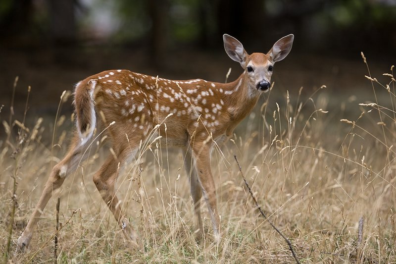 TC-Whitetail Doe  Fawns-D01091-00045.jpg :: Whitetail Deer Fawn of the year (with spots) alertly standing in tall grass and open timber