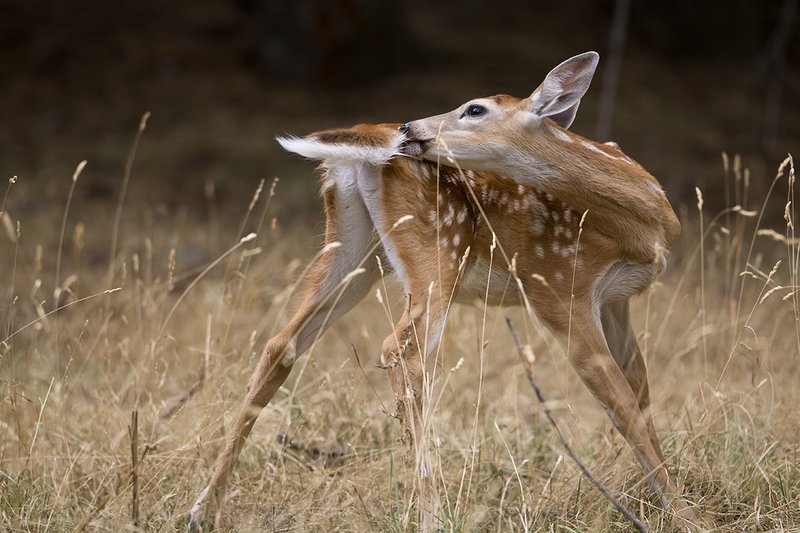 TC-Whitetail Doe  Fawns-D01091-00046.jpg :: Whitetail Deer Fawn of the year (with spots) turned scratching his hindqurater while standing in tall grass and open timber