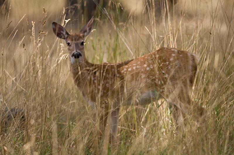 TC-Whitetail Doe  Fawns-D01091-00048.jpg :: Whitetail Deer Fawn of the year (with spots) alertly standing screeed by tall grass and open timber