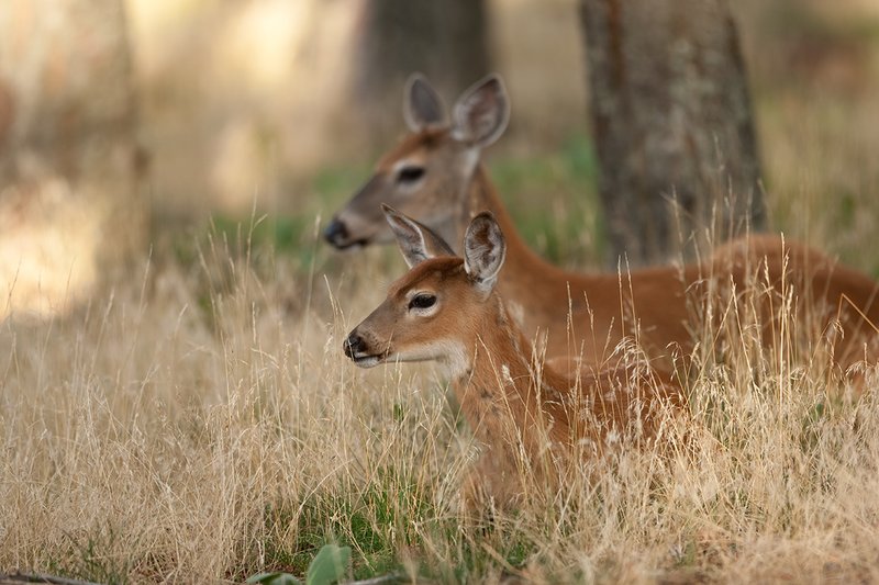 TC-Whitetail Doe  Fawns-D01091-00280.jpg :: Whitetail Doe and fawn of the year with spots bedded down in open timber