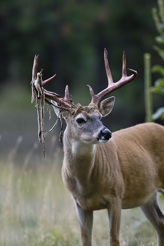 TC-Whitetail Strip Velvet-D01086-00001.jpg :: 9PT Whitetail Buck with velvet hanging from his antlers as he is stripping the velvet off antlers