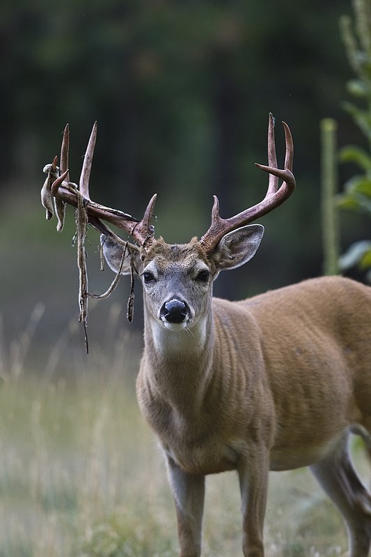 TC-Whitetail Strip Velvet-D01086-00003.jpg :: 9PT Whitetail Buck with velvet hanging from his antlers as he is stripping the velvet off antlers