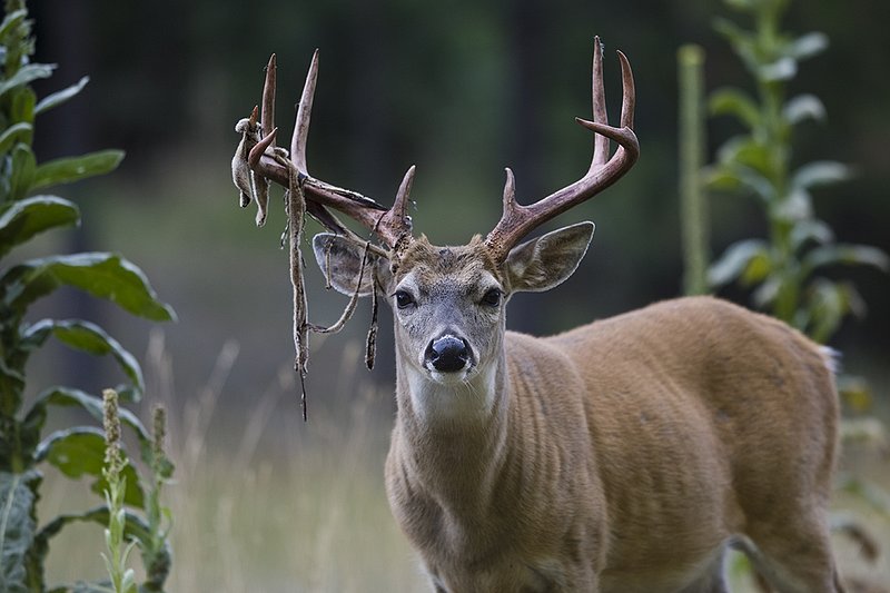 TC-Whitetail Strip Velvet-D01086-00006.jpg :: 9PT Whitetail Buck with velvet hanging from his antlers as he is stripping the velvet off antlers