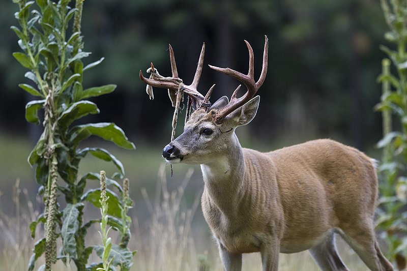 TC-Whitetail Strip Velvet-D01086-00009.jpg :: 9PT Whitetail Buck with velvet hanging from his antlers as he is stripping the velvet off antlers