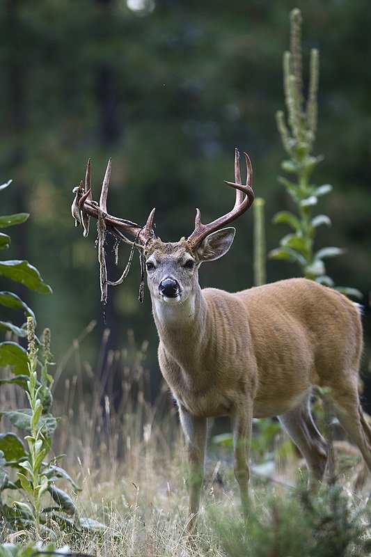 TC-Whitetail Strip Velvet-D01086-00020.jpg :: 9PT Whitetail Buck with velvet hanging from his antlers as he is stripping the velvet off antlers
