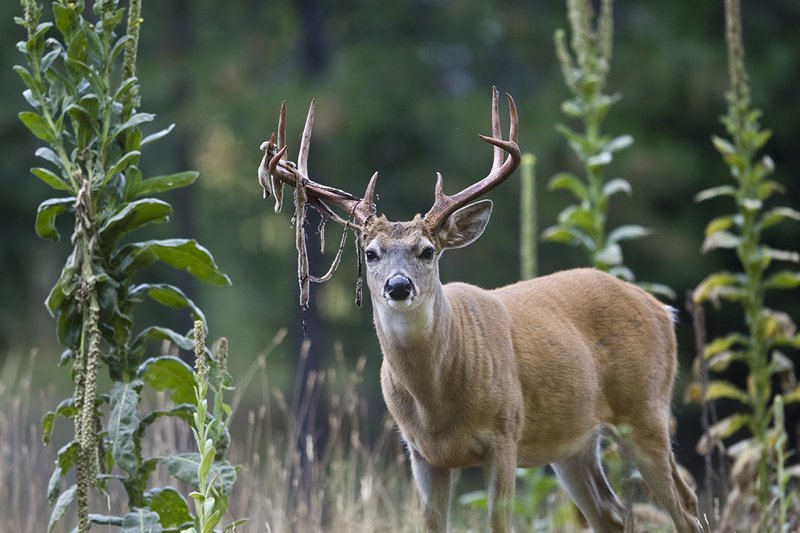TC-Whitetail Strip Velvet-D01086-00021.jpg :: 9PT Whitetail Buck with velvet hanging from his antlers as he is stripping the velvet off antlers