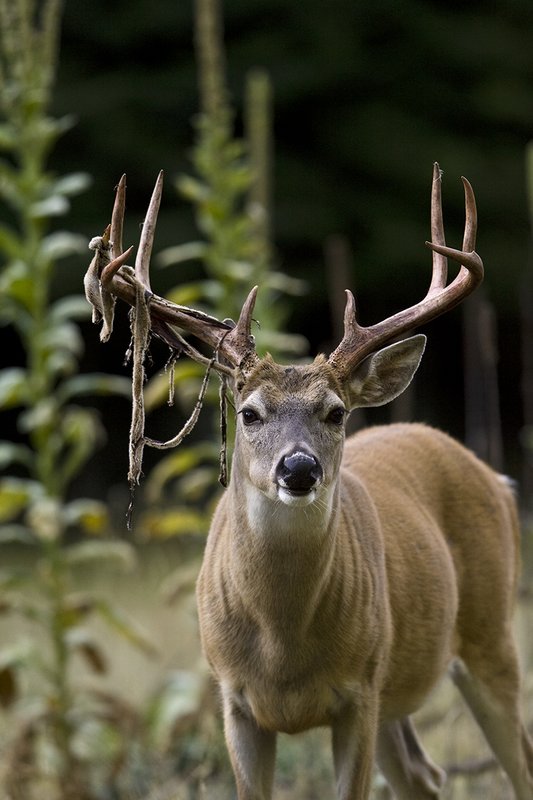 TC-Whitetail Strip Velvet-D01086-00081.jpg :: 9PT Whitetail Buck with velvet hanging from his antlers as he is stripping the velvet off antlers