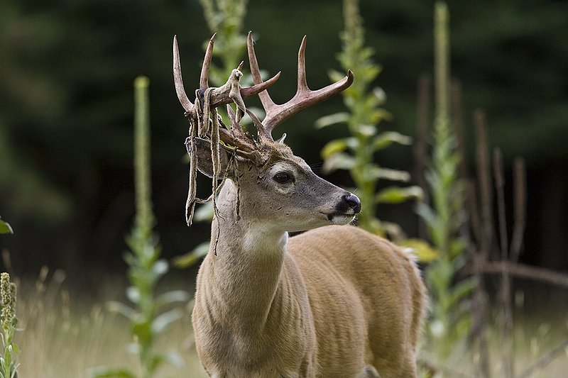 TC-Whitetail Strip Velvet-D01086-00084.jpg :: 9PT Whitetail Buck with velvet hanging from his antlers as he is stripping the velvet off antlers