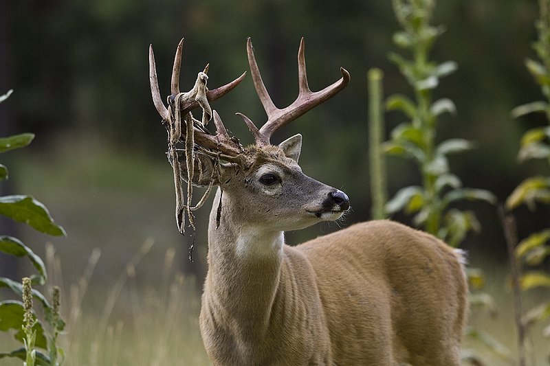 TC-Whitetail Strip Velvet-D01086-00093.jpg :: 9PT Whitetail Buck with velvet hanging from his antlers as he is stripping the velvet off antlers