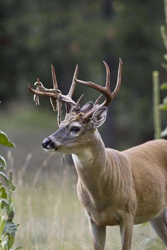 TC-Whitetail Strip Velvet-D01086-00101.jpg :: 9PT Whitetail Buck with velvet hanging from his antlers as he is stripping the velvet off antlers