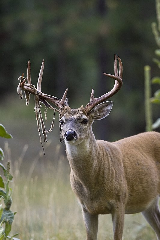 TC-Whitetail Strip Velvet-D01086-00105.jpg :: 9PT Whitetail Buck with velvet hanging from his antlers as he is stripping the velvet off antlers