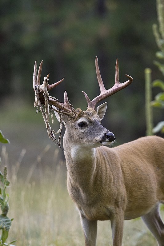 TC-Whitetail Strip Velvet-D01086-00108.jpg :: 9PT Whitetail Buck with velvet hanging from his antlers as he is stripping the velvet off antlers