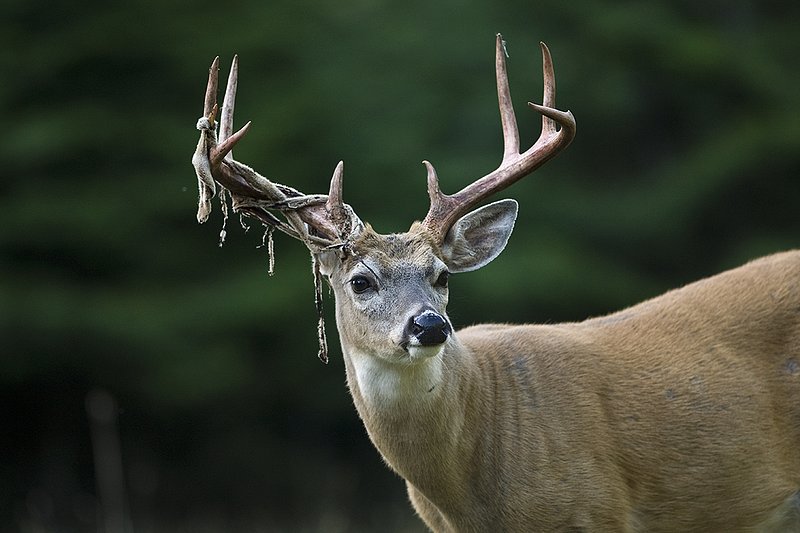 TC-Whitetail Strip Velvet-D01086-00111.jpg :: 9PT Whitetail Buck with velvet hanging from his antlers as he is stripping the velvet off antlers